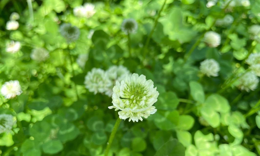 三叶草的花语是什么？它象征着什么？