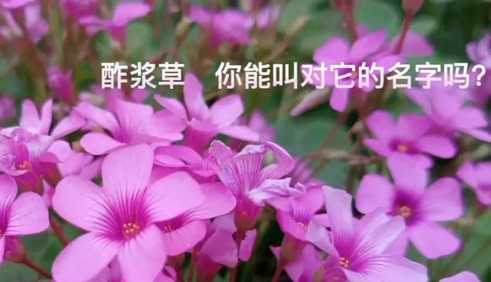 三叶草的花语是什么？它象征着什么？