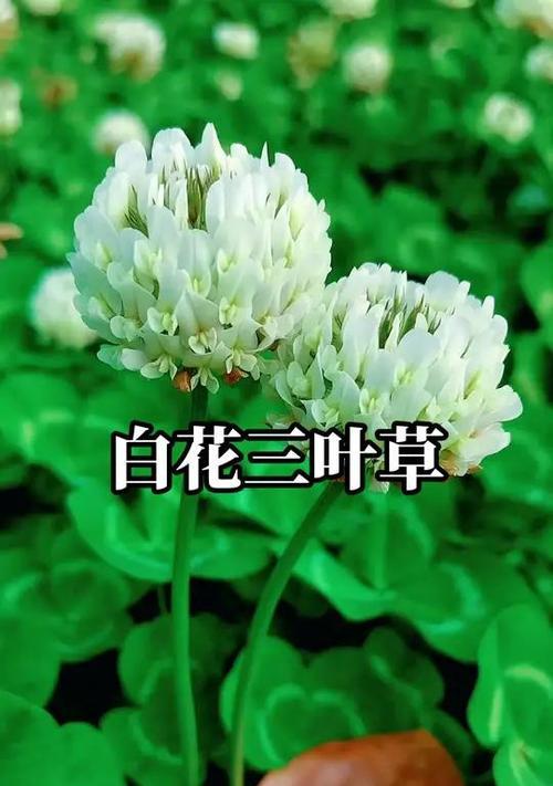 三叶草的花语是什么？它象征着什么？