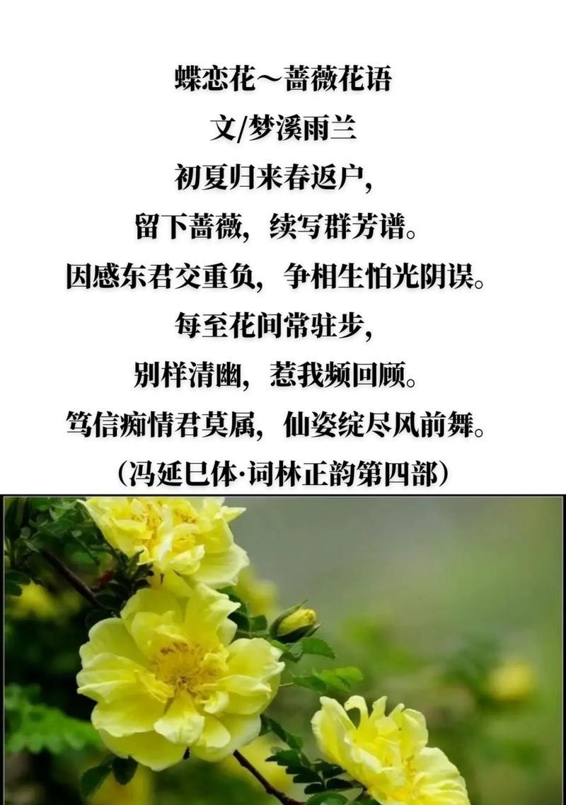 蔷薇花隐藏的花语有哪些？