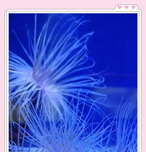 海边贝壳的花语象征着什么？