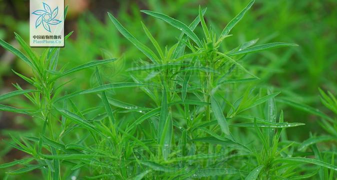 扫帚菜的花语有哪些？扫帚菜象征着什么？