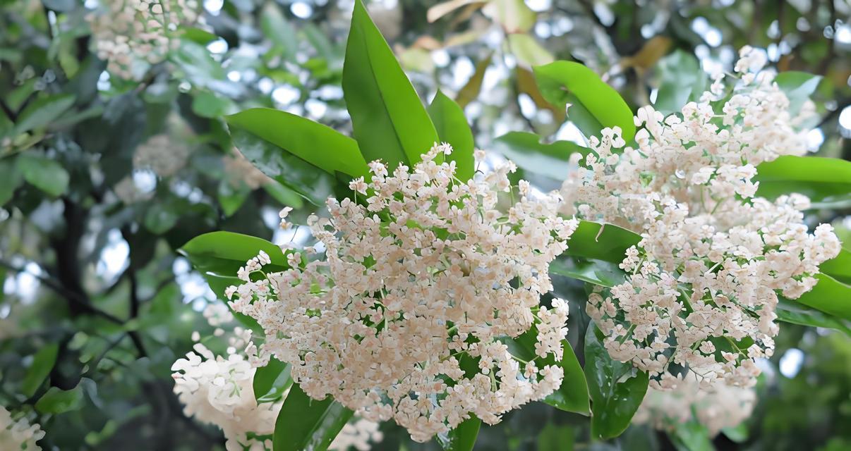 3月31日的花语是什么？这一天有什么特别的花卉含义吗？