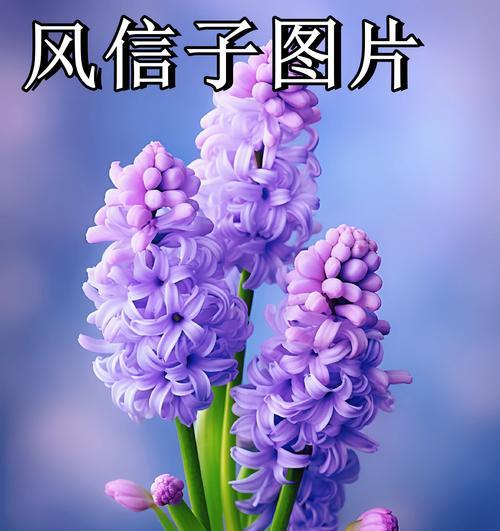 窗帘的花语有何特别之处？