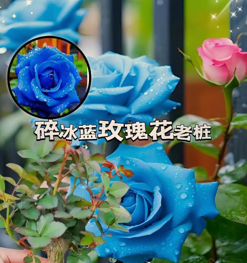 冰晶蓝玫瑰寓意何在？花语有何特别之处？