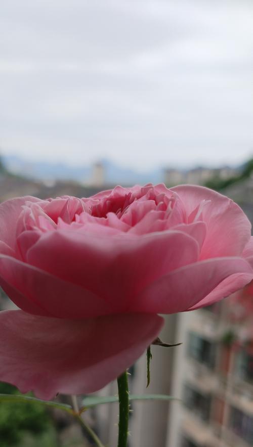 今日小惊喜的花语是什么？小惊喜花语代表什么？