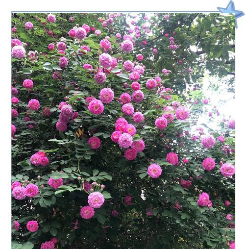 除了爱情，花语还能表达哪些情感？