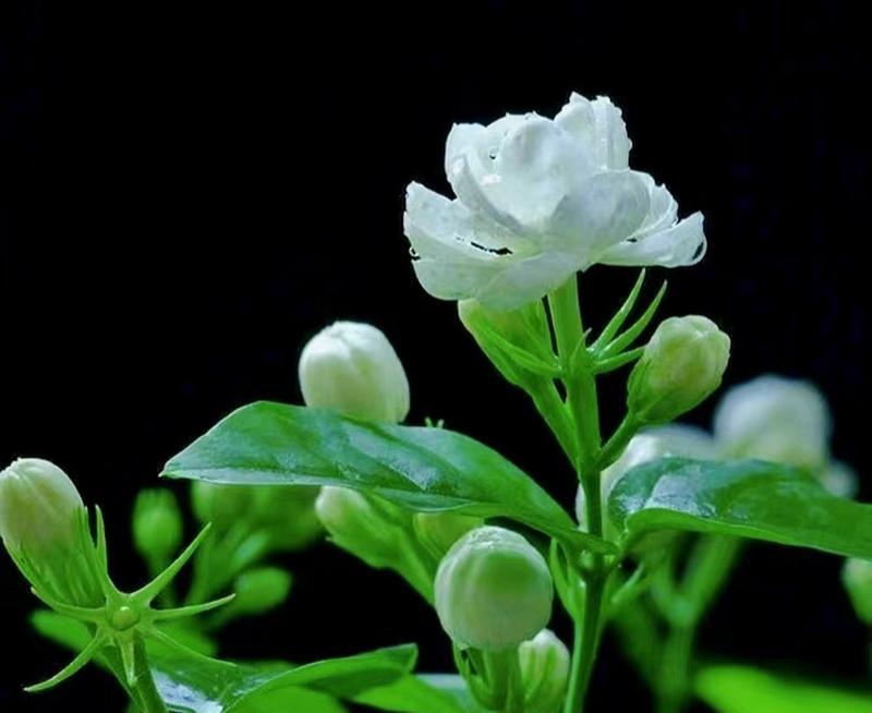 茉莉花象征女性的什么特质？女生花语中茉莉代表什么？