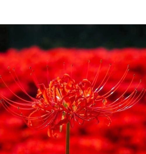 小时候花代表各种花语是什么？它们各自有何含义？