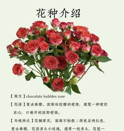 收到玫瑰花意味着什么？花语中隐藏了哪些情感？