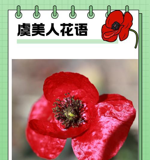送给女儿的花语应该表达什么？