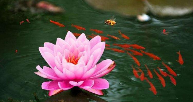 多棱玉的寓意和花语是什么？如何正确理解？