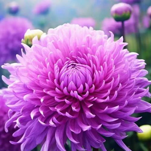 菊花通常用来表达什么情感？