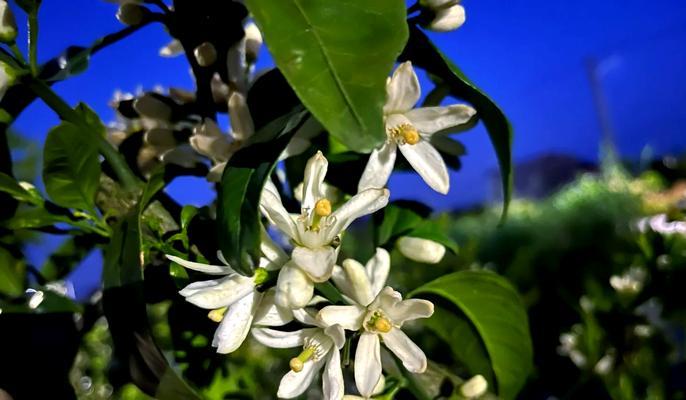 橘子花的花语是否代表永恒？