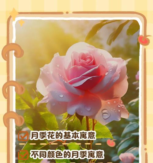 深情的花语和寓意有哪些？