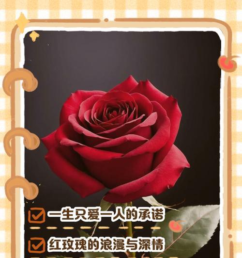 深情的花语和寓意有哪些？