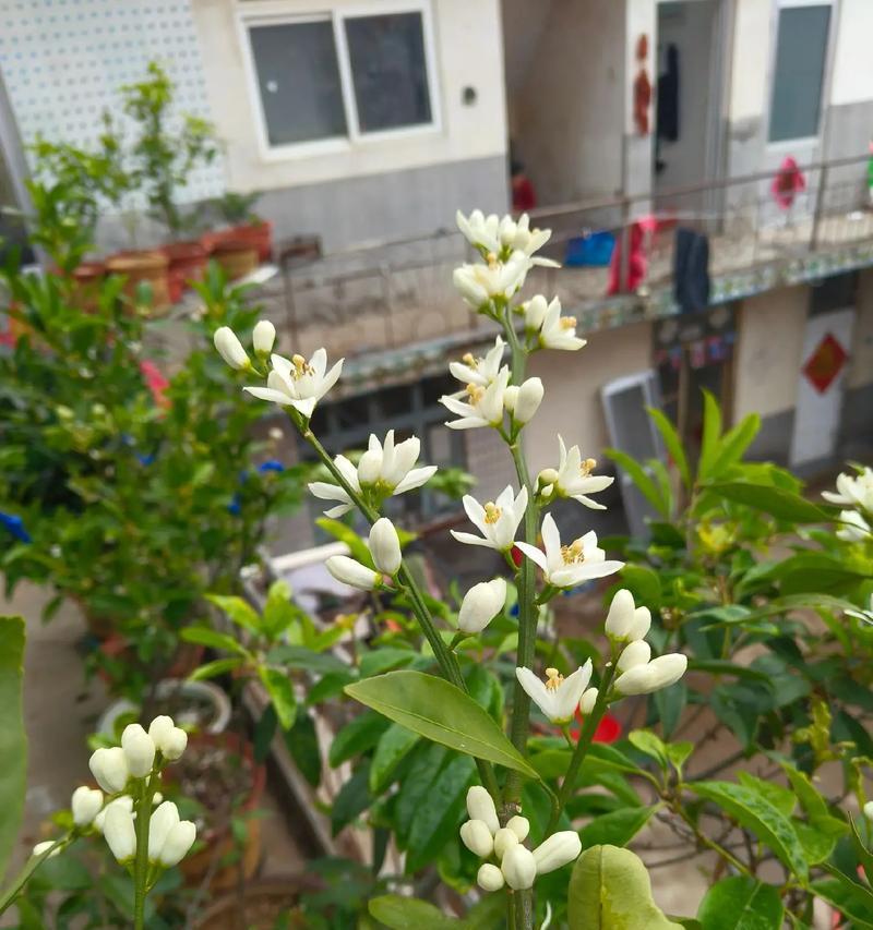 有结果的花语代表什么含义？