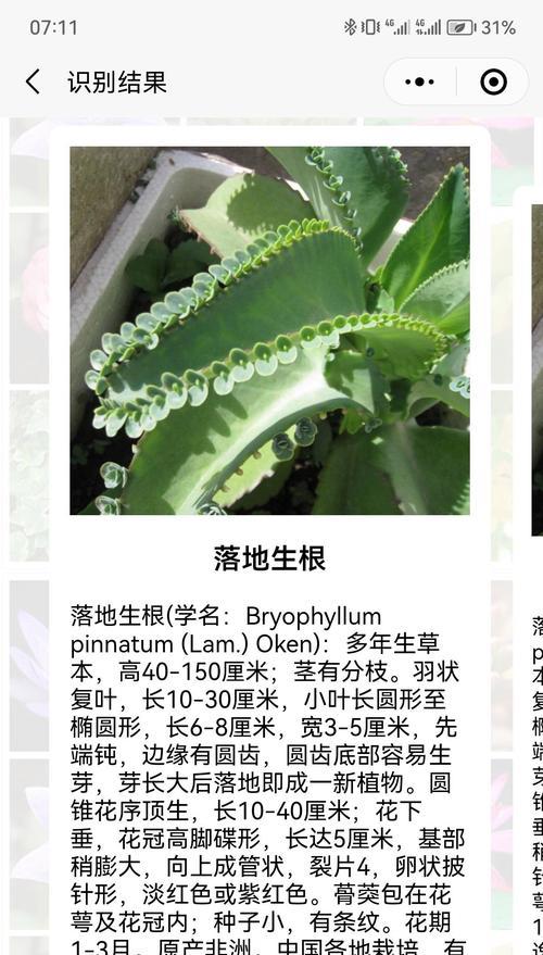 有结果的花语代表什么含义？