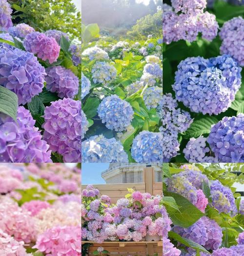 摇筛子的花语有哪些寓意？摇筛子的花语代表了什么？