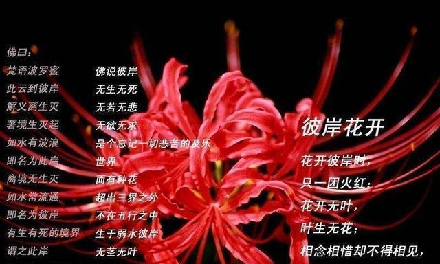 哪种花的花语意味着忘记？