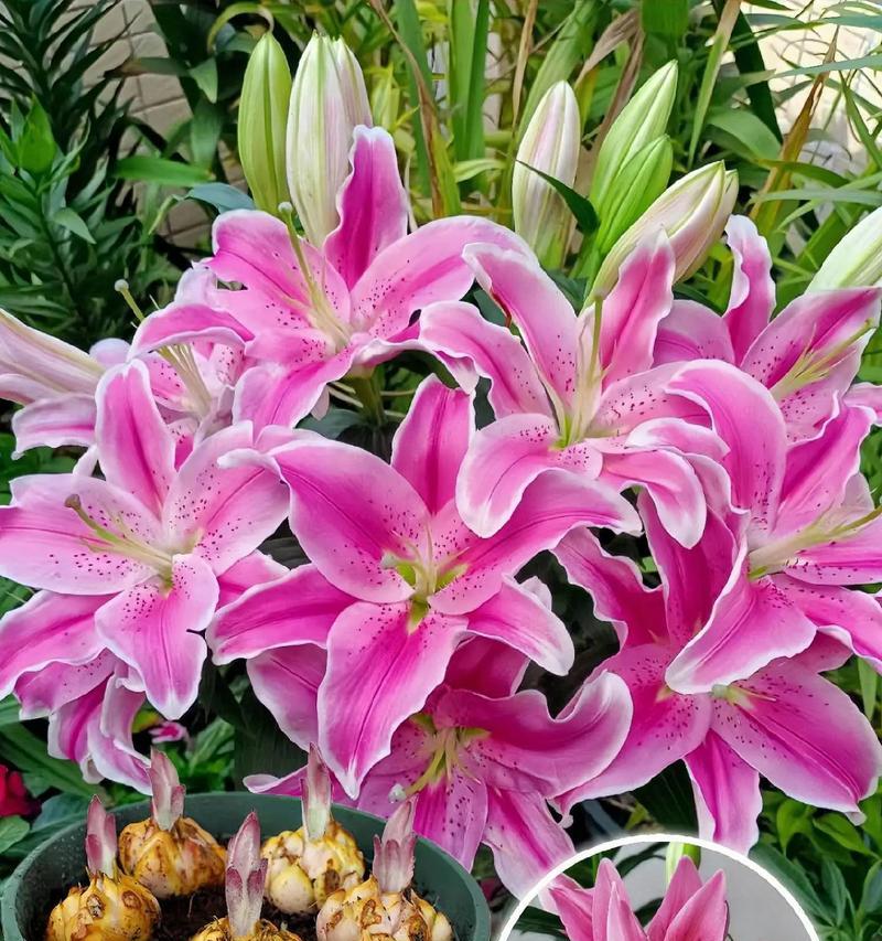 哪种花的花语代表罪恶？它传递了怎样的信息？