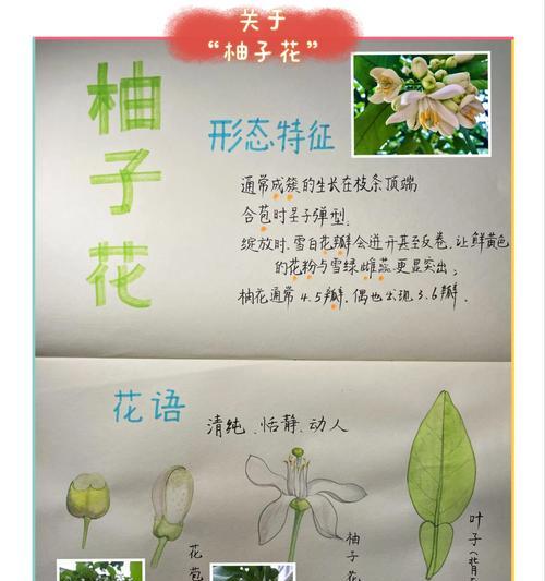 好奇的花语是怎样的？哪种花代表了纯属好奇？