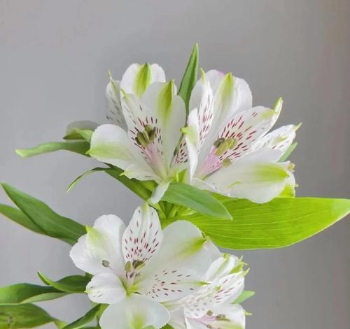 好奇的花语是怎样的？哪种花代表了纯属好奇？