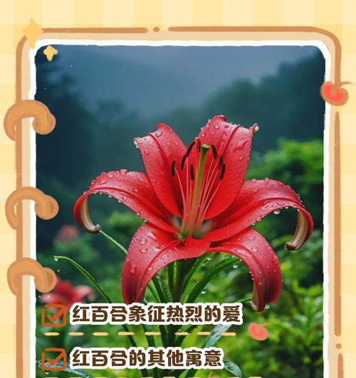 哪种花语绝对不会出错？它代表了什么？