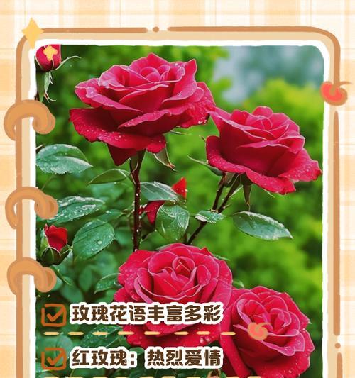 哪种花语绝对不会出错？它代表了什么？