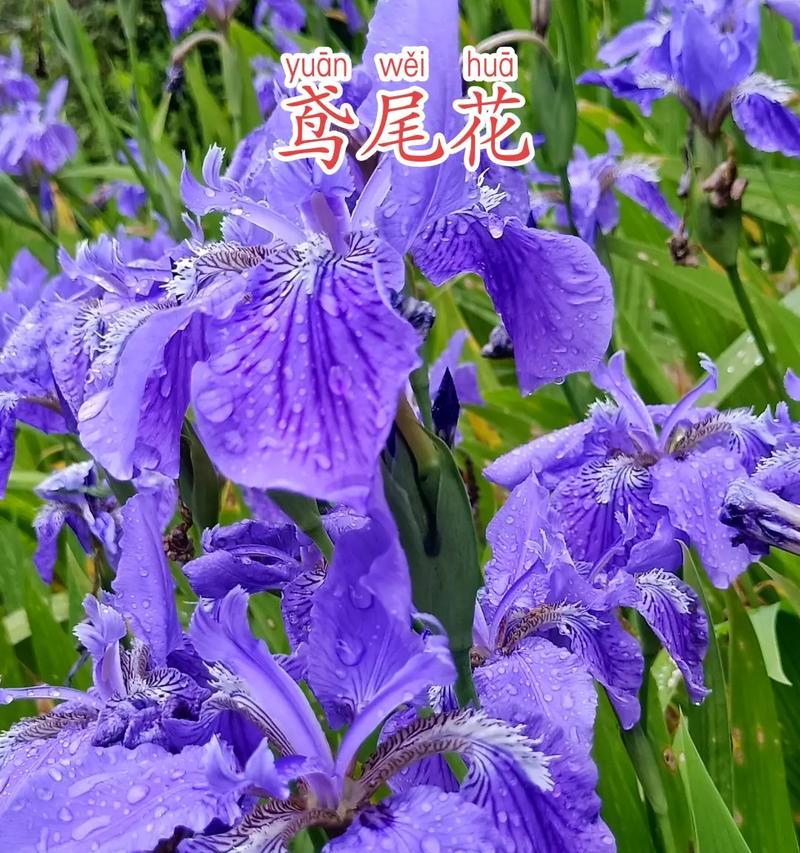 白薇花的花语和寓意有哪些？如何挑选？