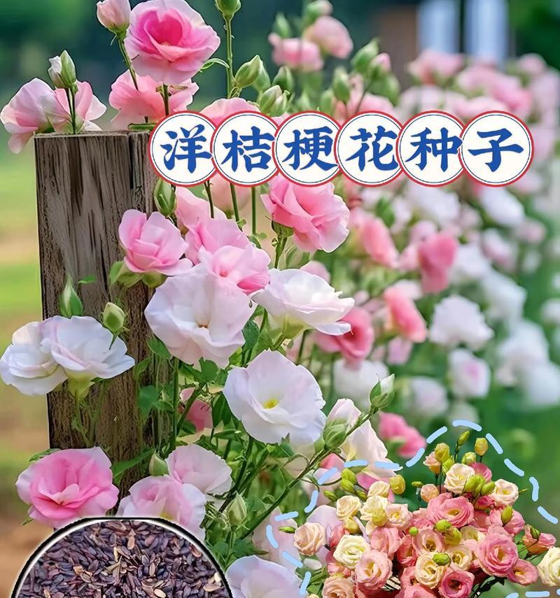桔梗花颜色不同花语有何区别？各自代表什么意义？