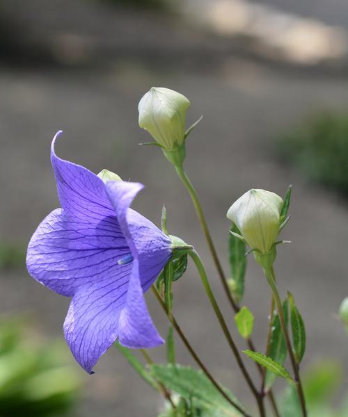 桔梗花颜色不同花语有何区别？各自代表什么意义？