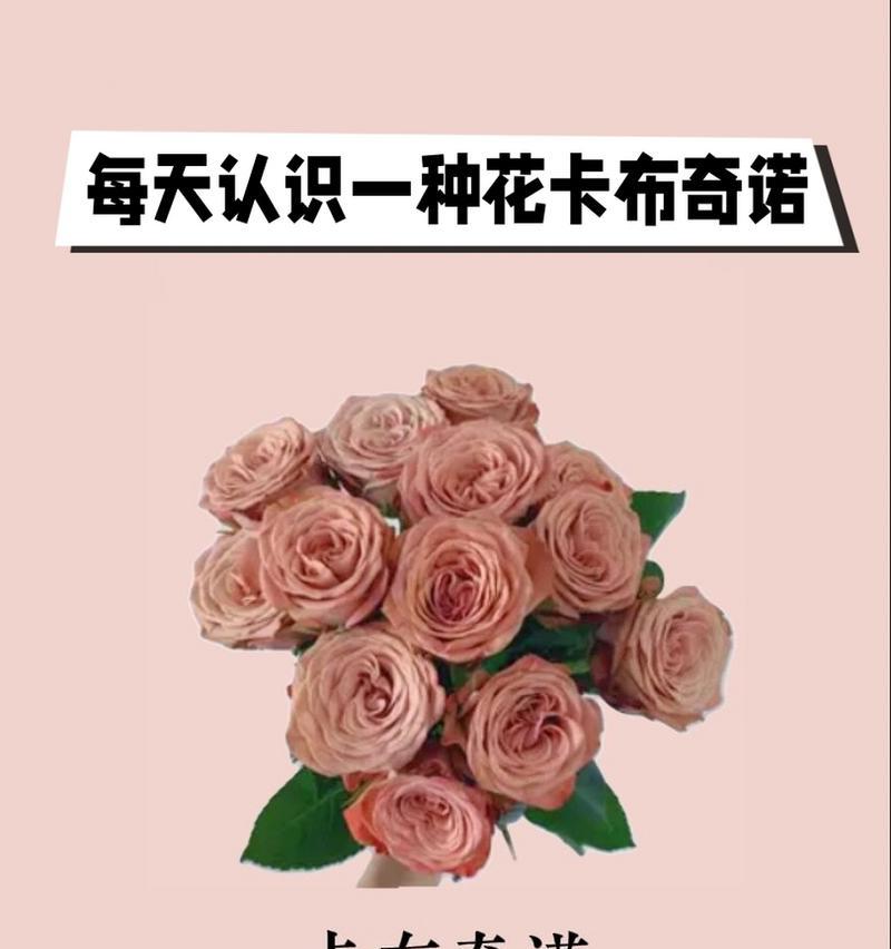 卡布奇诺鲜花适合哪种花语？如何选择合适的花语？