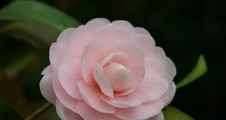 日语中的花语如何表达？花语背后的文化含义是什么？