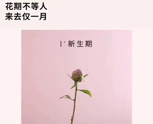 日语中的花语如何表达？花语背后的文化含义是什么？