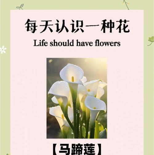 浩瀚花语中包含哪些花名和寓意？