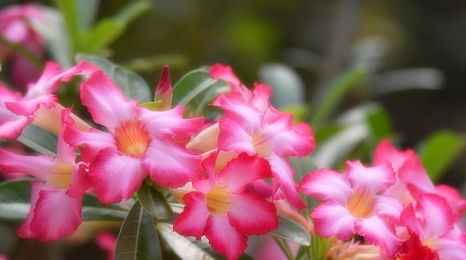 沙漠玫瑰不惊艳的花语有何深意？这种花语代表什么？
