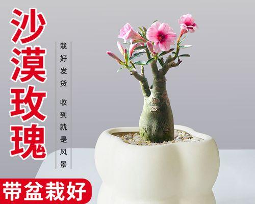 沙漠玫瑰不惊艳的花语有何深意？这种花语代表什么？