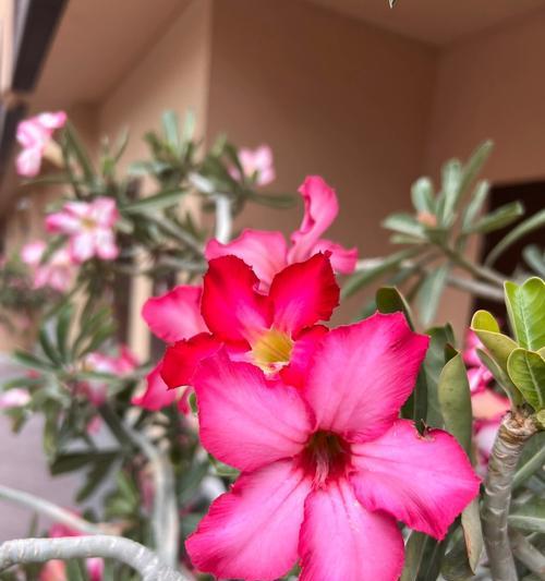 沙漠玫瑰不惊艳的花语有何深意？这种花语代表什么？