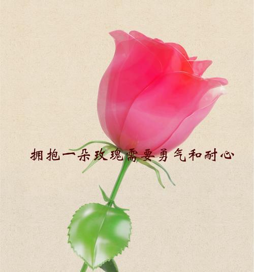 五捆玫瑰花的花语是什么？它们代表了怎样的情感？