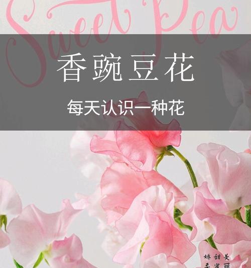 豌豆花的花语你知道吗？