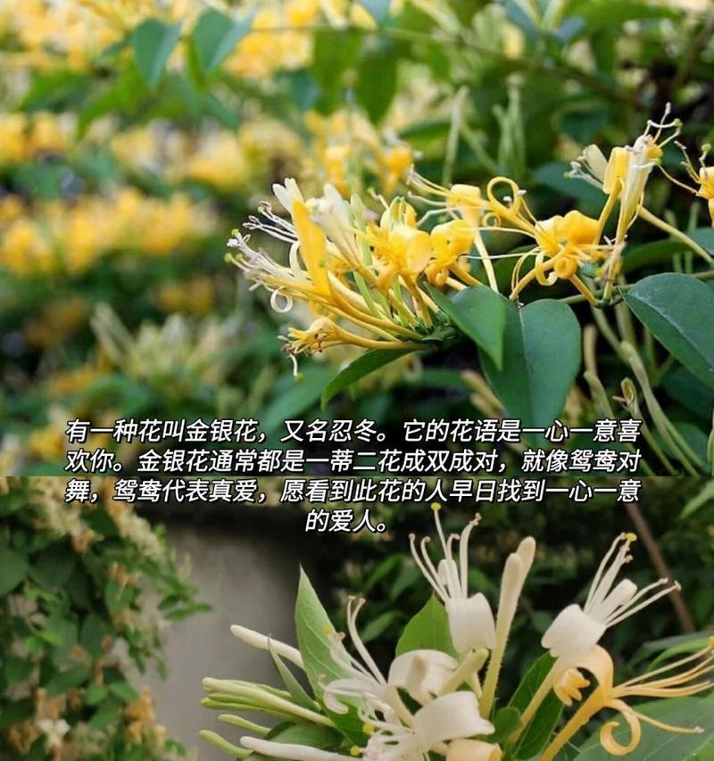 豌豆花的花语你知道吗？