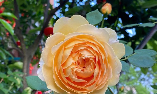 月季的花语橙色代表什么？橙色月季的寓意有哪些？