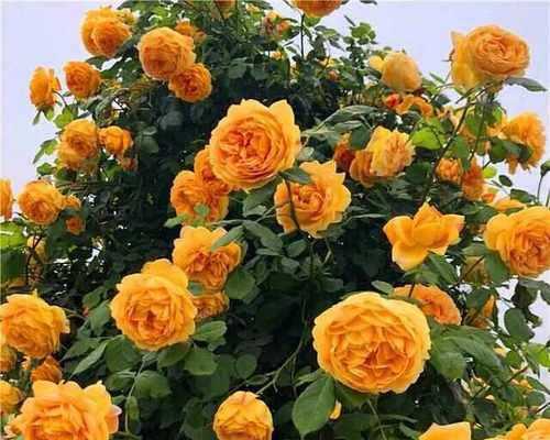 月季的花语橙色代表什么？橙色月季的寓意有哪些？