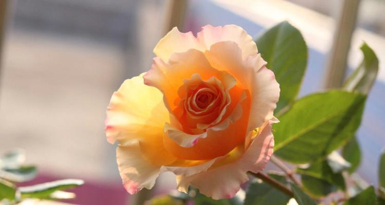 月季的花语橙色代表什么？橙色月季的寓意有哪些？