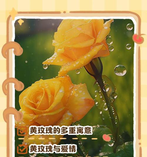 莫斯科玫瑰代表什么情感？