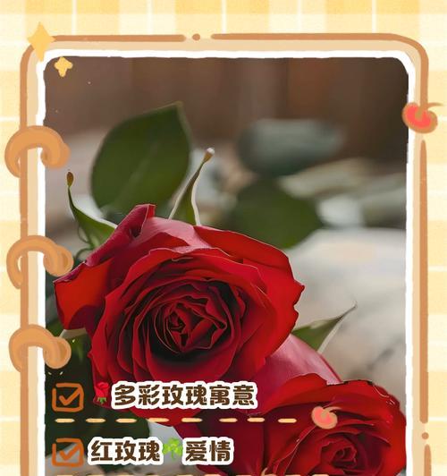 莫斯科玫瑰代表什么情感？