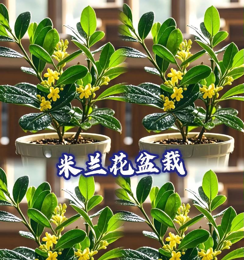 米兰花造型的花语代表什么？