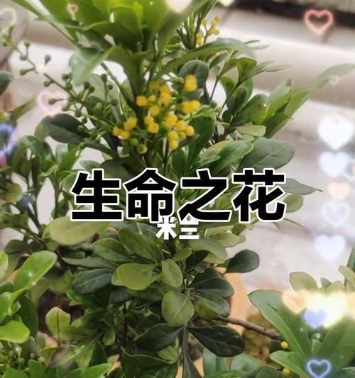 米兰花造型的花语代表什么？