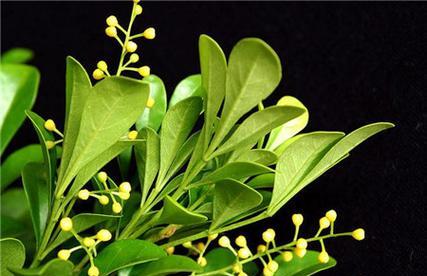 米兰花造型的花语代表什么？